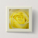 Search for yellow rose badges Photography
