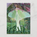 Search for luna moth postcards Moon