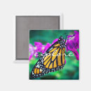 Search for monarch butterfly magnets Orange and black butterfly