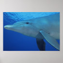 Search for bottlenose dolphin posters Swim