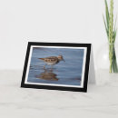 Search for sandpiper cards Photography