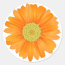 Search for orange gerbera daisy stickers Daisies