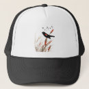 Search for blackbirds hats Nature