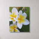Search for frangipani flower canvas prints Summer