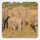 Search for tusk stickers Africa