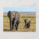 Search for elephant calf postcards Animals in the wild