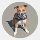 Search for amstaff stickers Puppy