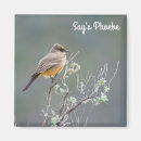 Search for desert bird magnets Wildlife