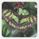 Search for macro square stickers Insect