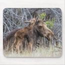 Search for moose mouse mats Wildlife