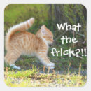 Search for ginger kitten stickers Cute