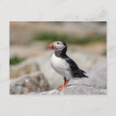 Search for atlantic puffin postcards Animal
