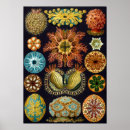 Search for scientific illustration posters Vintage