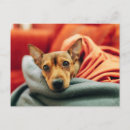 Search for pinscher postcards Animal