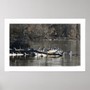 Search for merganser duck Wildlife