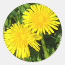 Search for dandelion stickers Meadow