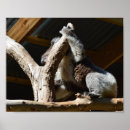 Search for koala bear photography Wildlife