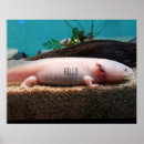 Search for aquatics posters Plants