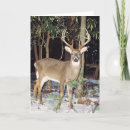 Search for white tailed cards Mammal