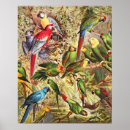 Search for vintage bird posters Animals