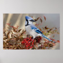 Search for corvidae posters Avian