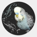 Search for budgerigar stickers Blue