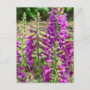 Search for foxglove flower postcards Nature