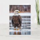 Search for bald eagle birthday cards Bird