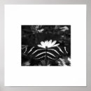 Search for black white zebra posters Contemporary