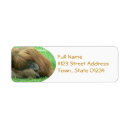 Search for orangutan return address labels Ape