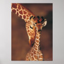 Search for camelopardalis posters Nature