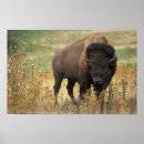 Search for bovin art Bison