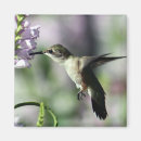 Search for bird flight magnets Wildlife
