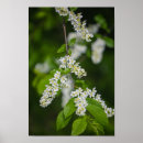 Search for white cherry blossom tree posters Blossoms