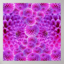 Search for dahlia flower posters Dahlias