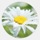 Search for chamomile flowers stickers Summer
