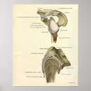 Search for wall socket Anatomy