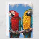 Search for macaw invitations Birds
