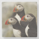 Search for puffin coasters Machias seal island