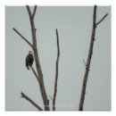 Search for eagle feather art Wildlife