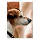 Search for jack russell terrier cards Dogs