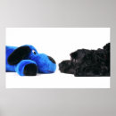 Search for black white cockapoo Pet