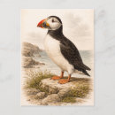 Search for puffin vertical postcards Nature