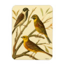 Search for domestical magnets Bird
