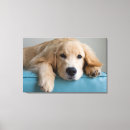 Search for golden retriever nursery decor Pet