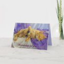 Search for catnap cards Kitten