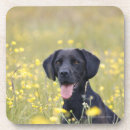 Search for loyalty coasters Animal