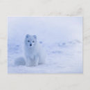 Search for snowy landscape postcards Wild