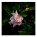 Search for dark green background posters White