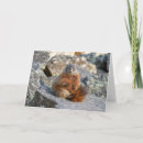 Search for marmot cards Rodent